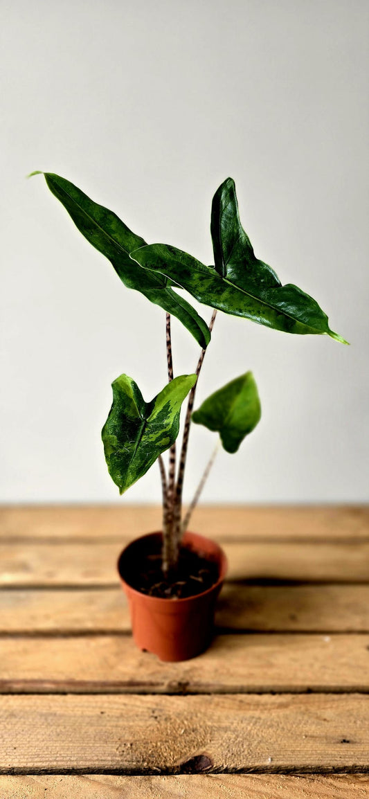Alocasia Tigrina Variegata