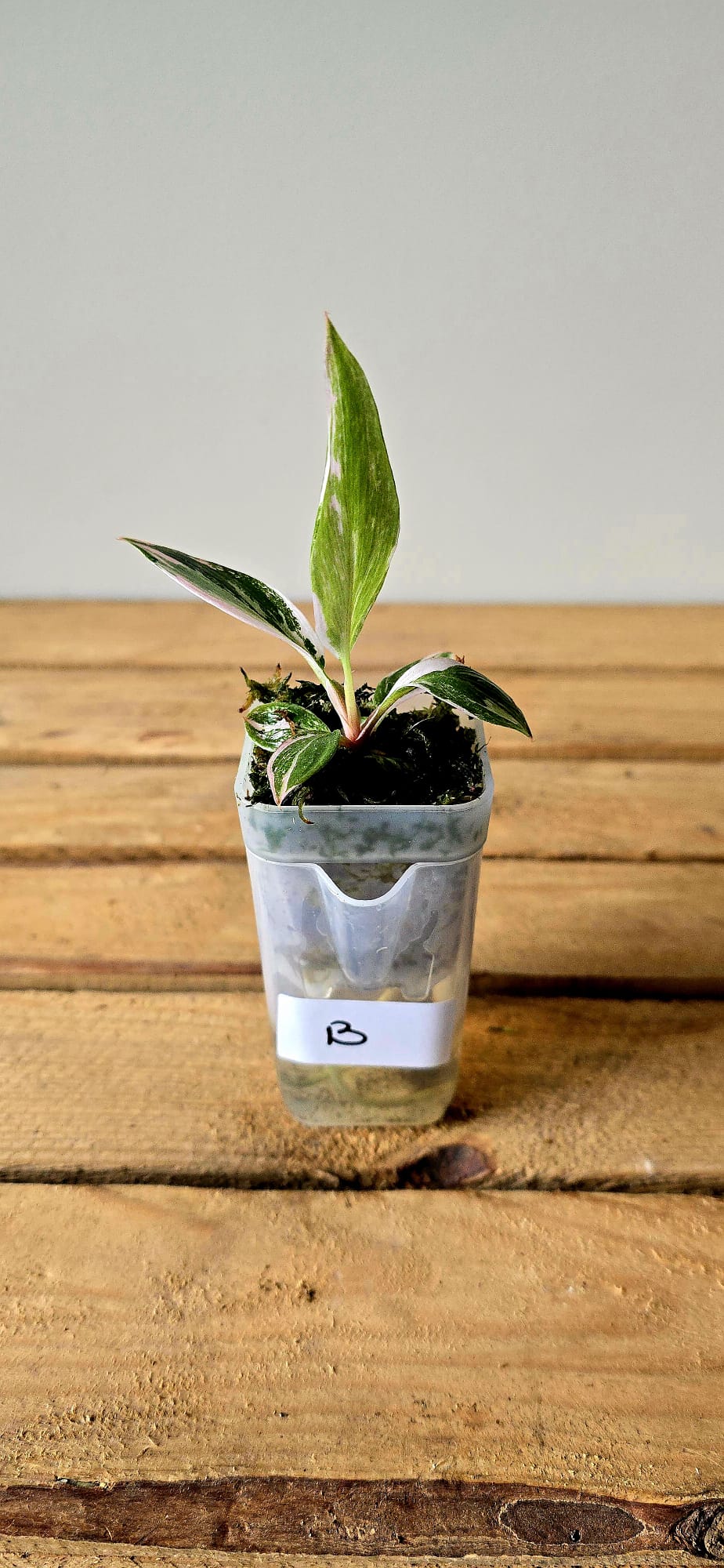 Philodendron White Knight Pink Variegata