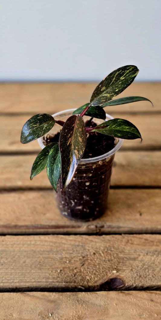 Philodendron Orange Princess