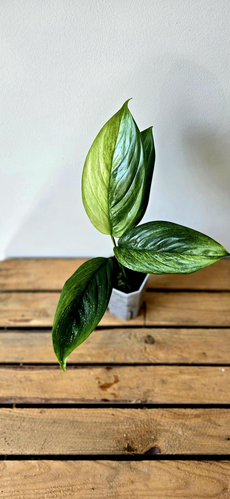 Scindapsus Parakensis Variegata
