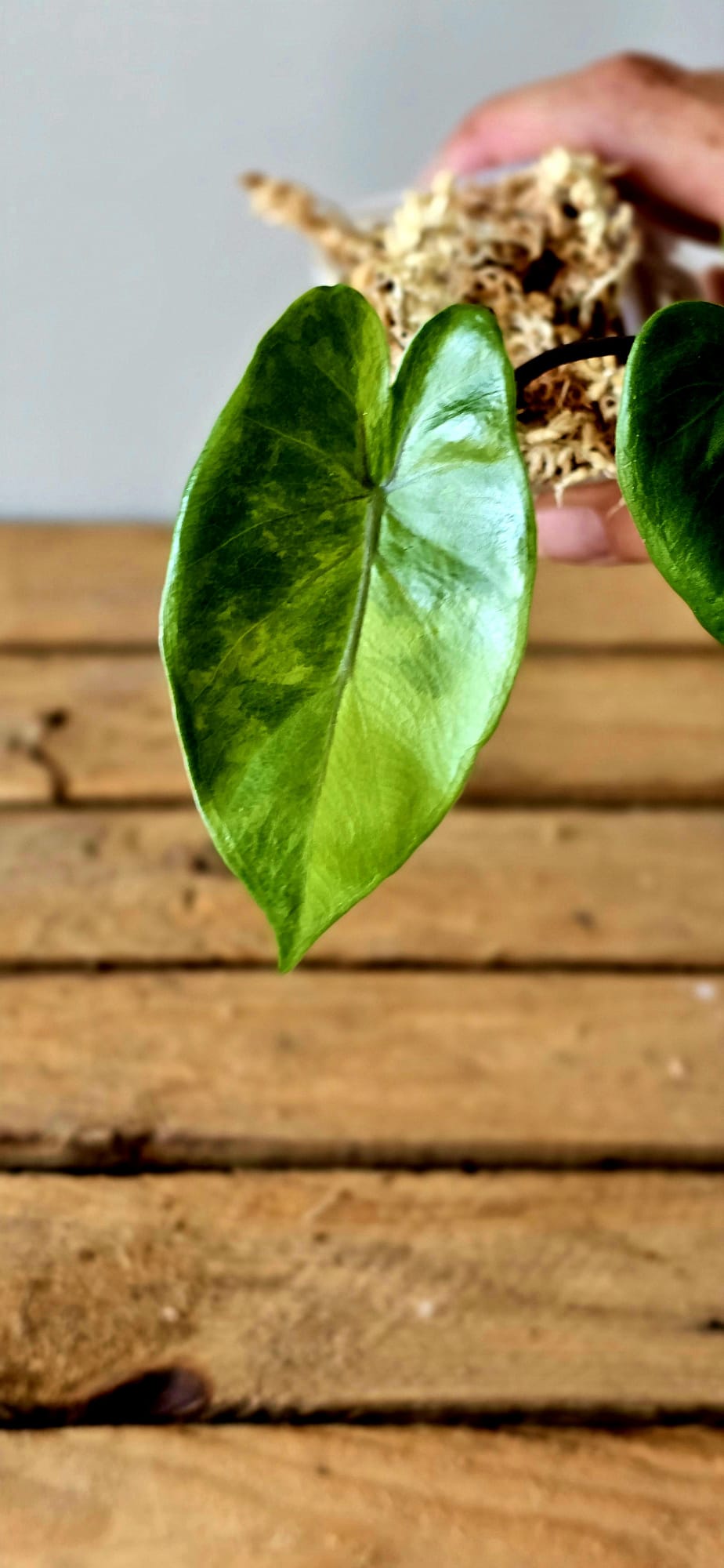 Alocasia Macrorrhiza Black Stem Green on Green Variegata
