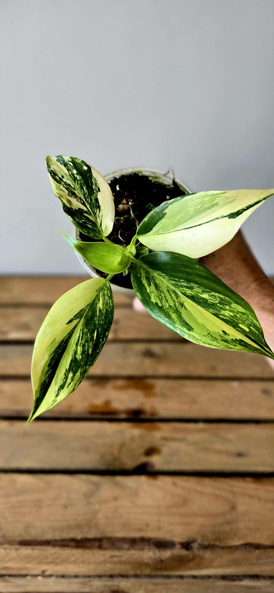 Philodendron White Wizzard Aurea Variegata