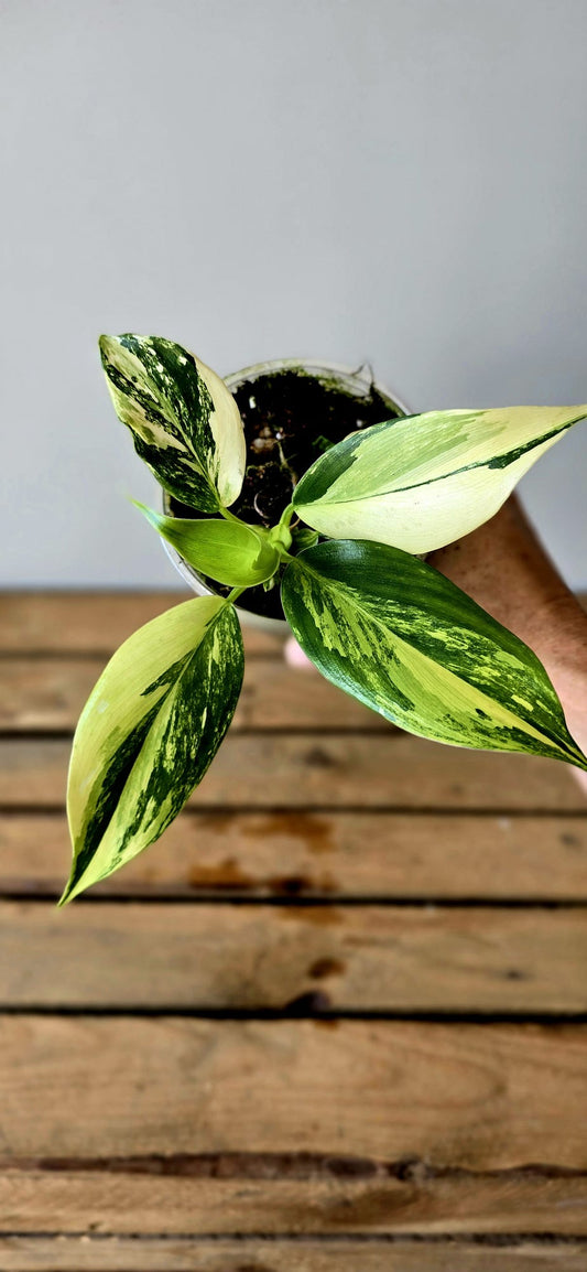 Philodendron White Wizzard Aurea Variegata