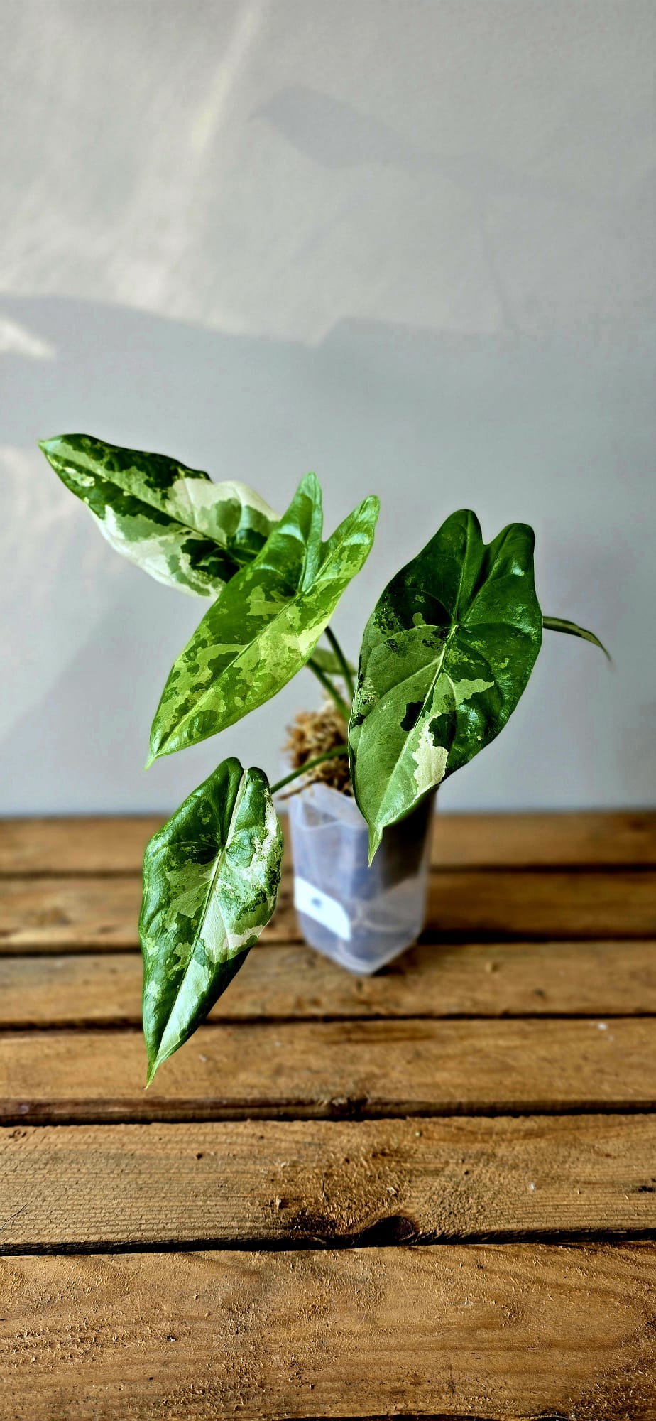 Alocasia Acuminata Albo Variegata