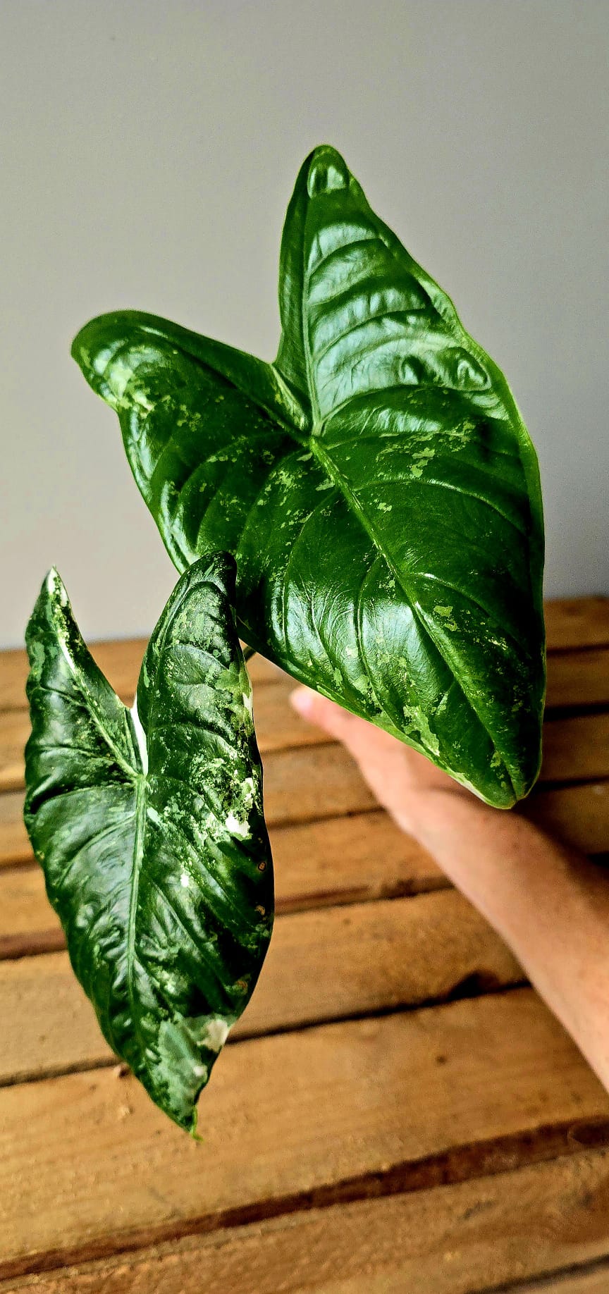 Alocasia Fornicata Albo Variegata