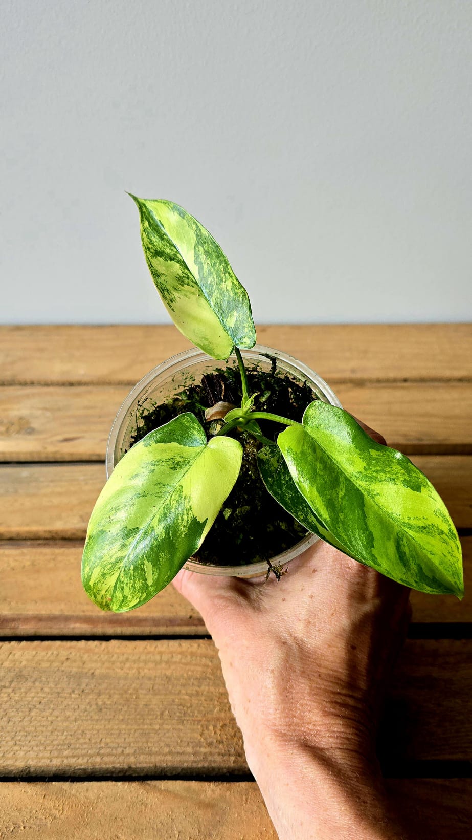 Philodendron Jennifer Variegata