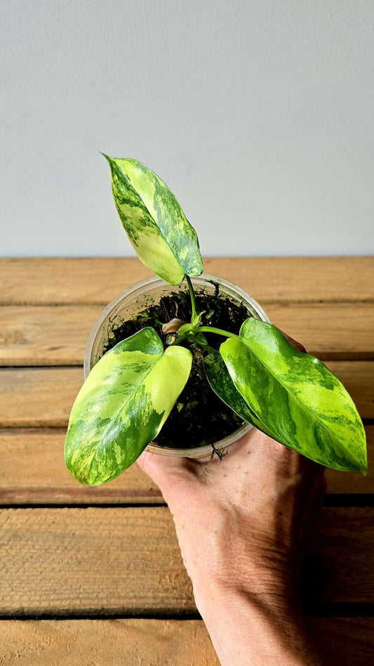 Philodendron Jennifer Variegata