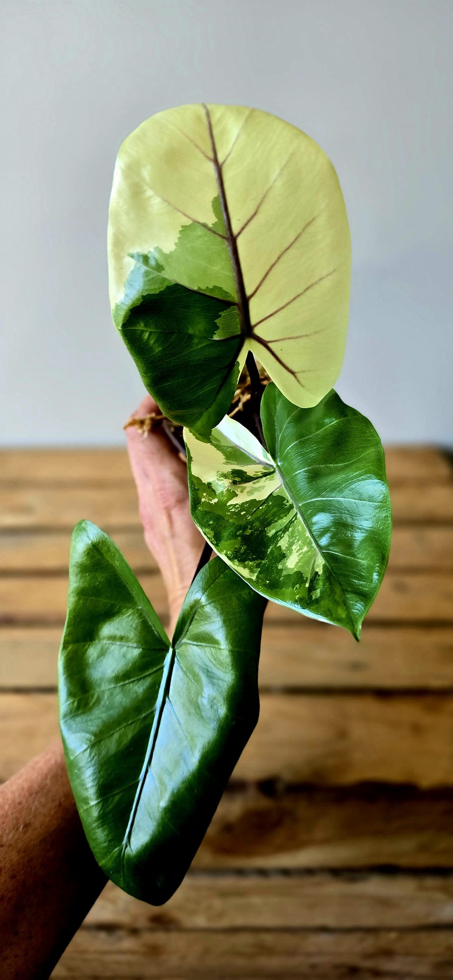 Alocasia Macrorrhiza Black Stem Albo Variegata