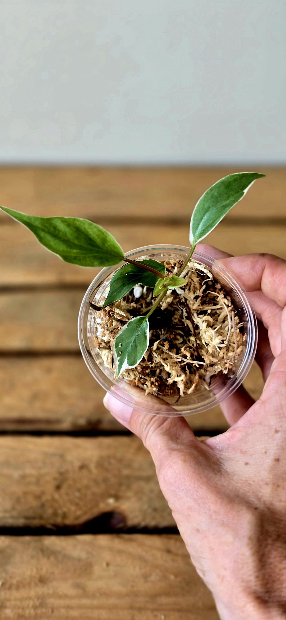 Philodendron Micans Velvet Halo