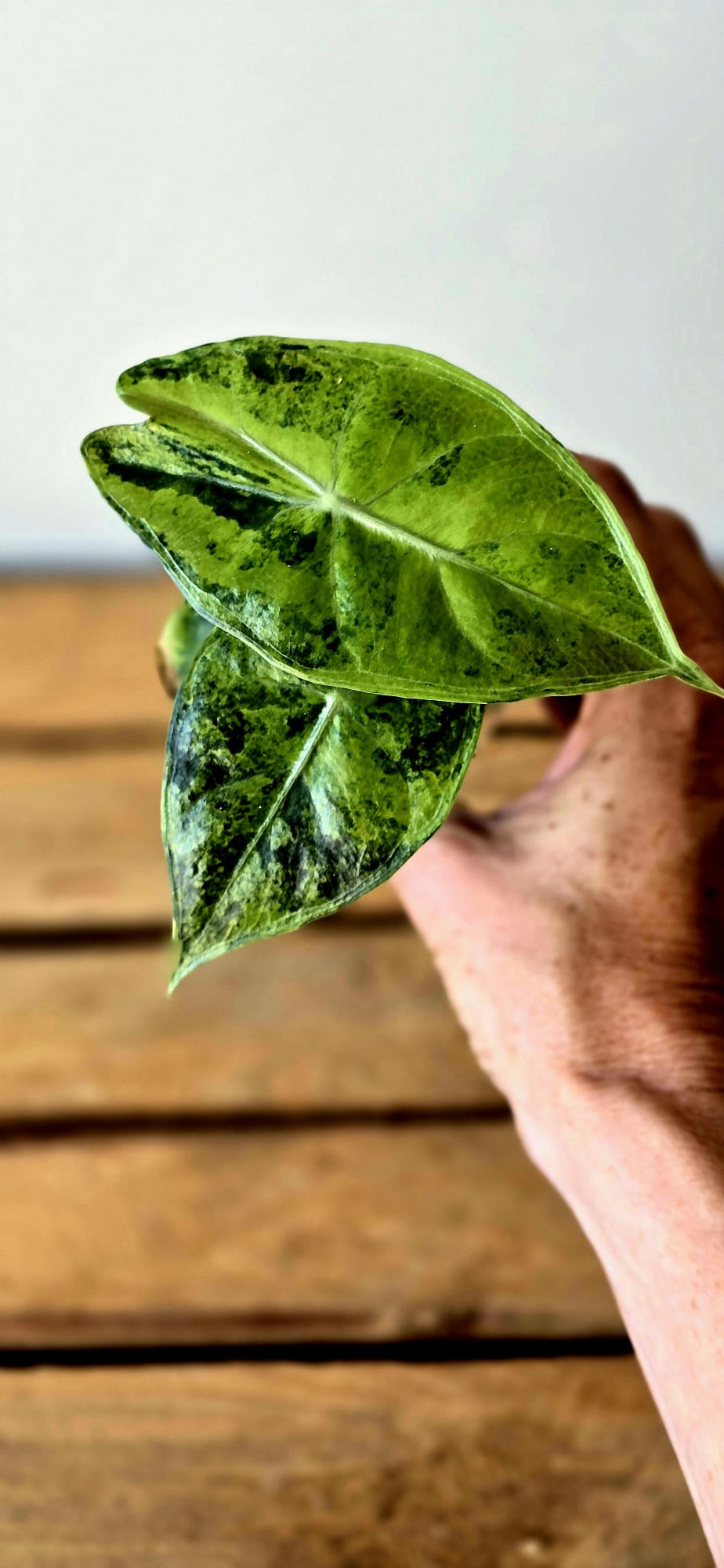 Alocasia Pink Dragon Variegata