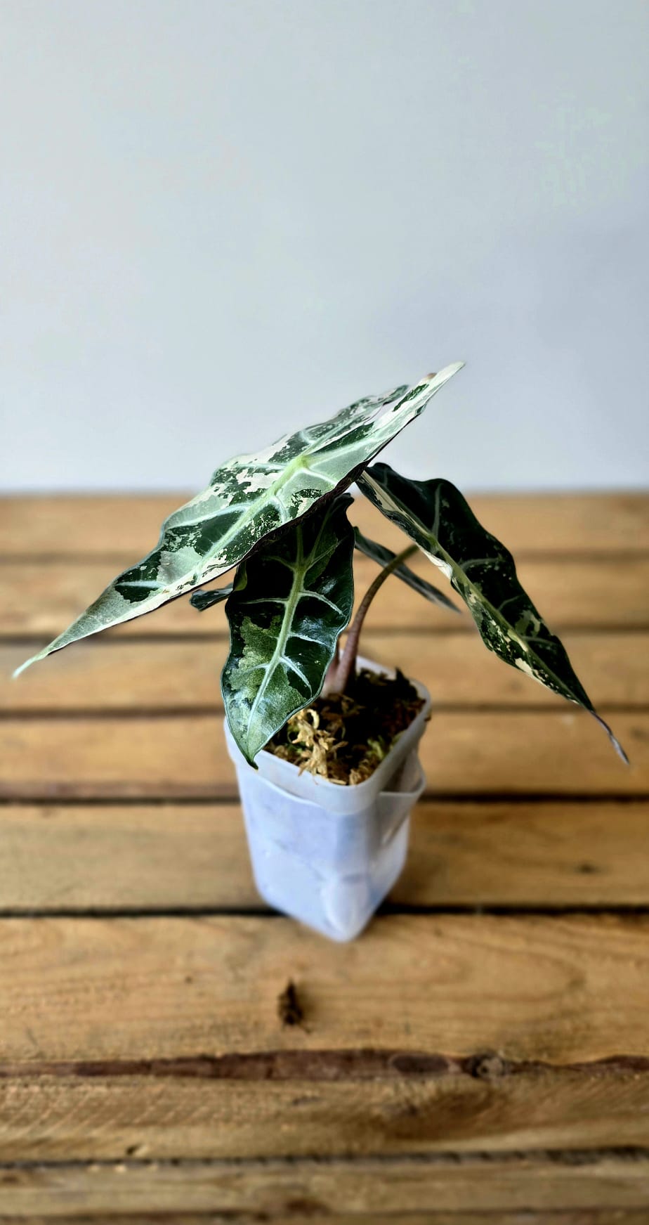 Alocasia Polly Pink Variegata