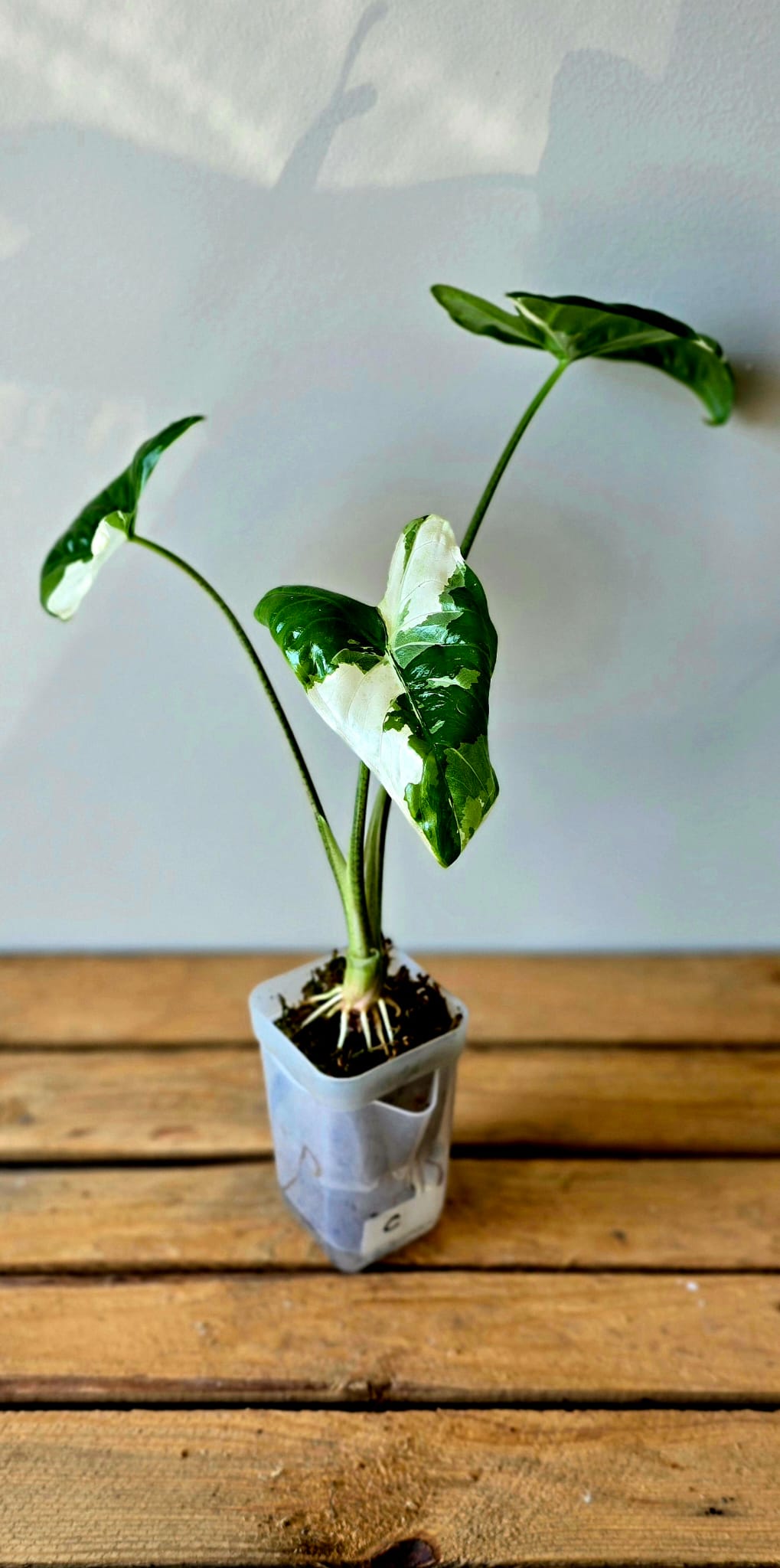 Alocasia Fornicata Albo Variegata