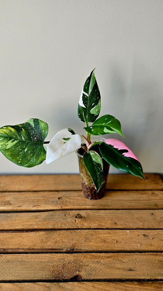 Philodendron Fresh Aurea