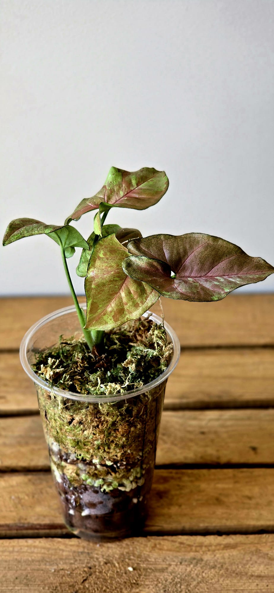 Syngonium Pink Drizzle Tricolor