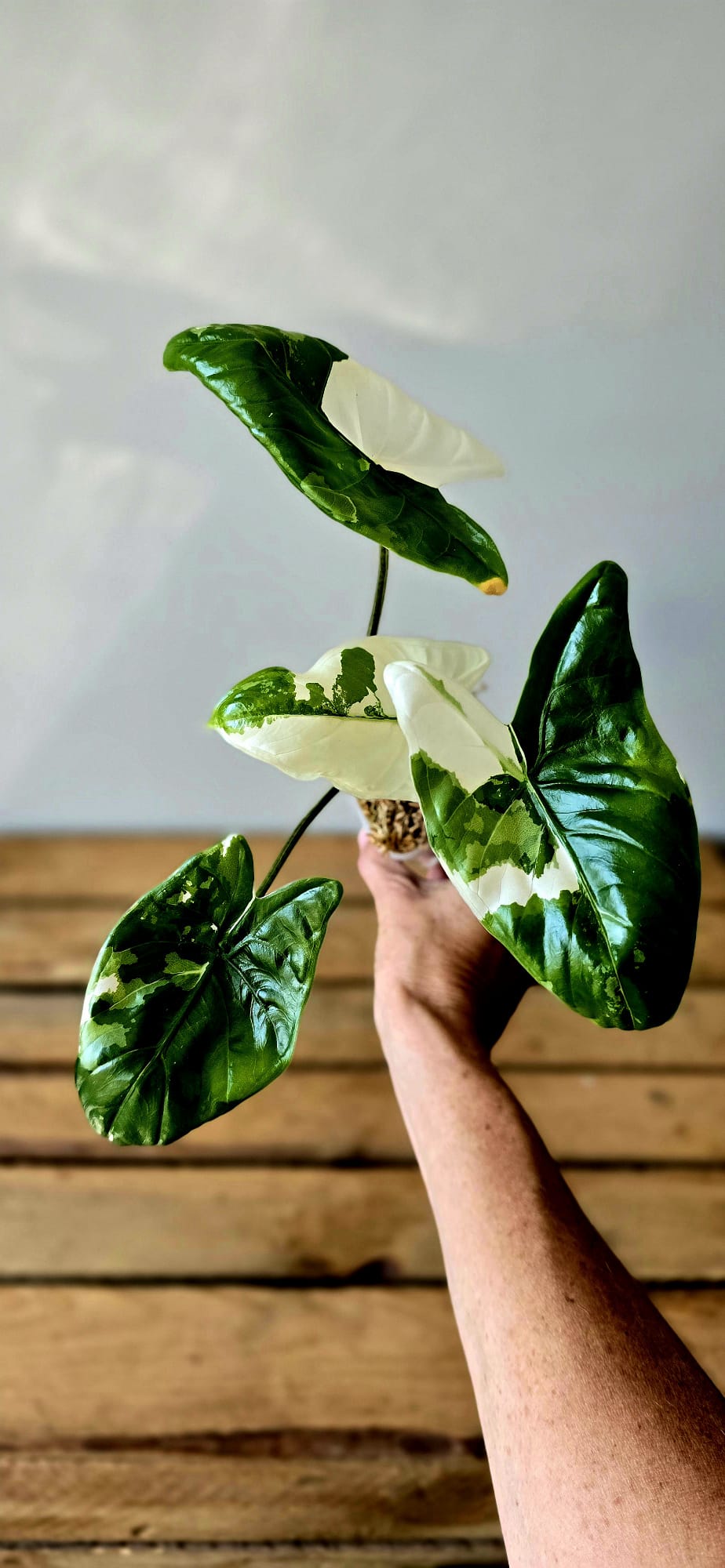 Alocasia Fornicata Albo Variegata