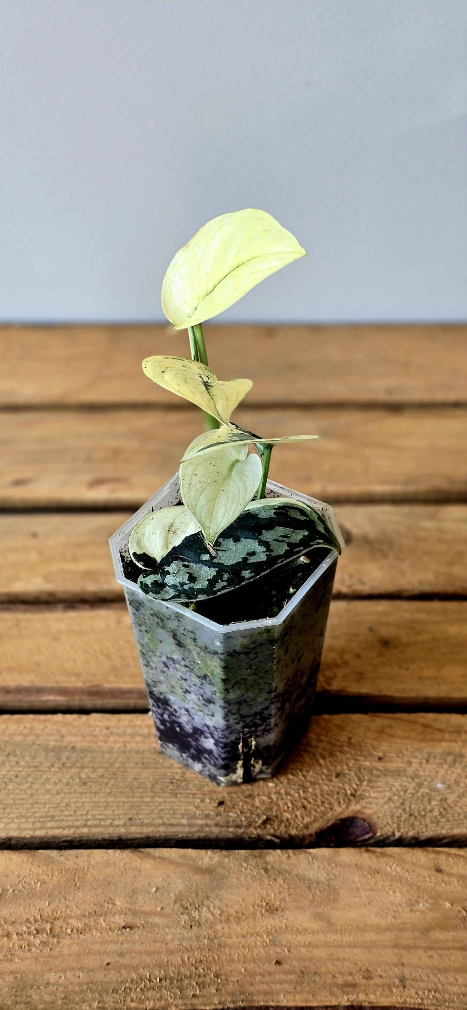 Scindapsus Mayari