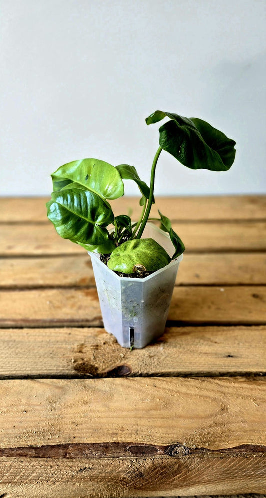 Philodendron Burle Marx Verde