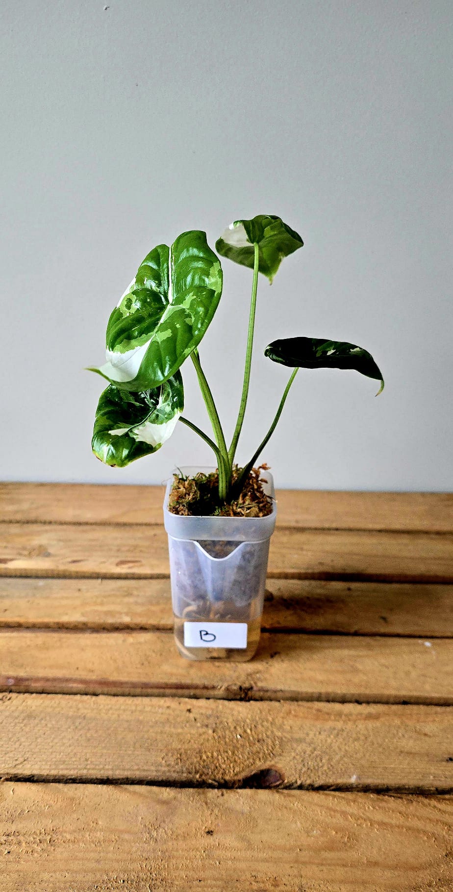 Alocasia Fornicata Albo Variegata