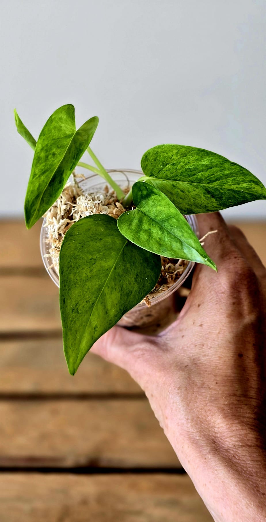 Epipremnum Jessenia
