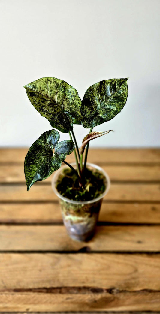 Syngonium Green Rooibos