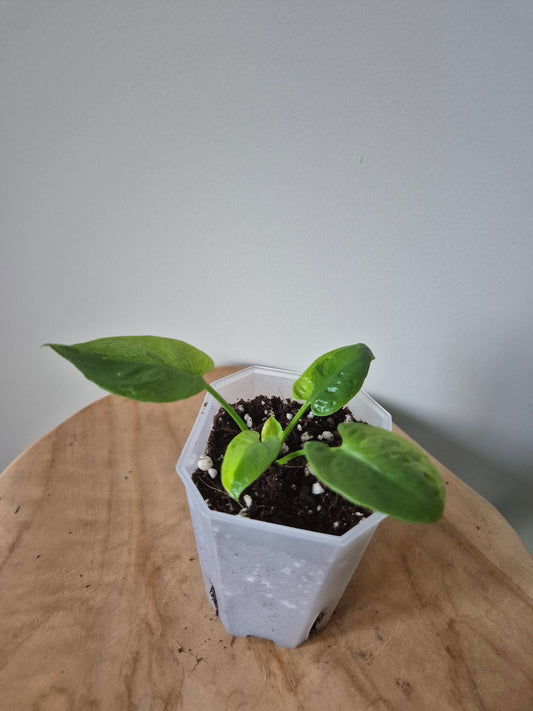 Philodendron Goeldii Variegata