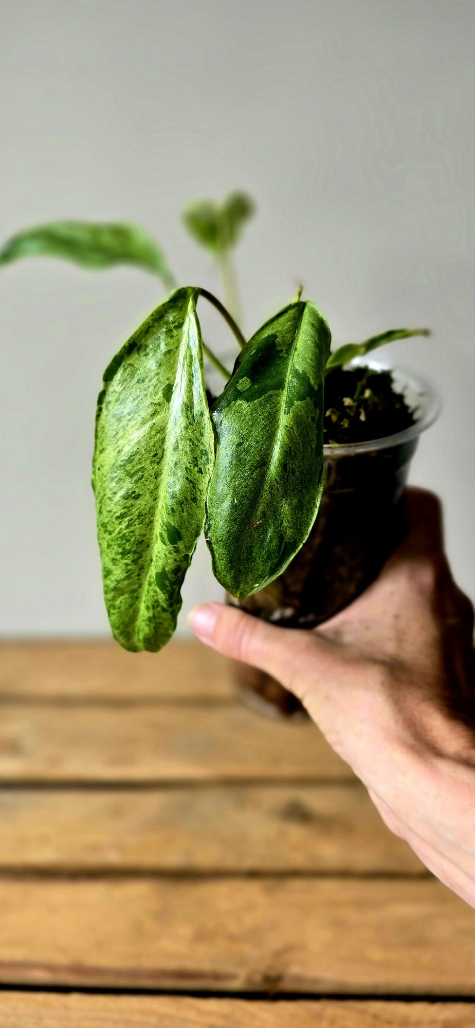 Philodendron Paraiso Verde x Joepii