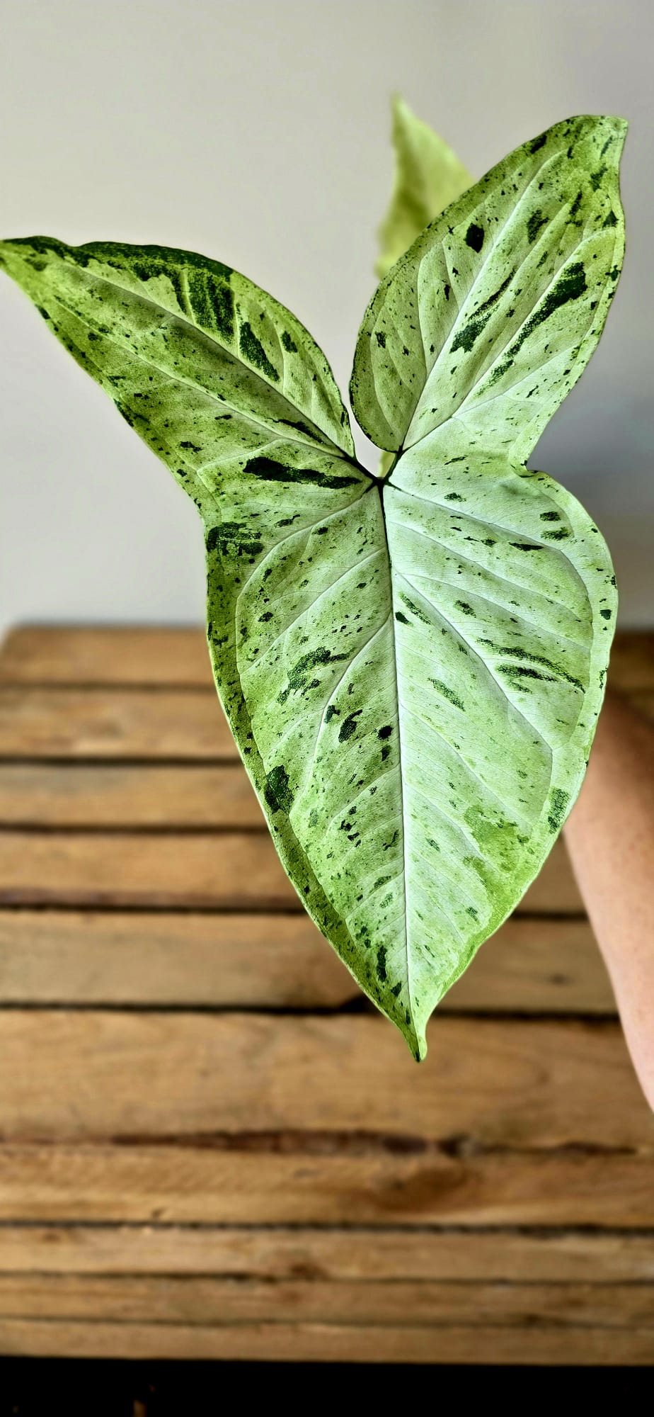 Syngonium Oregano