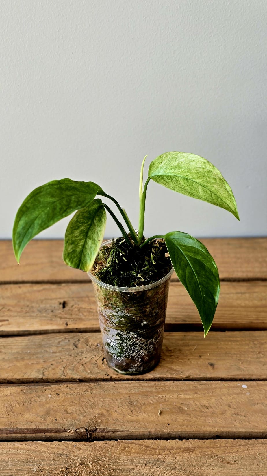 Monstera Laniata Mint