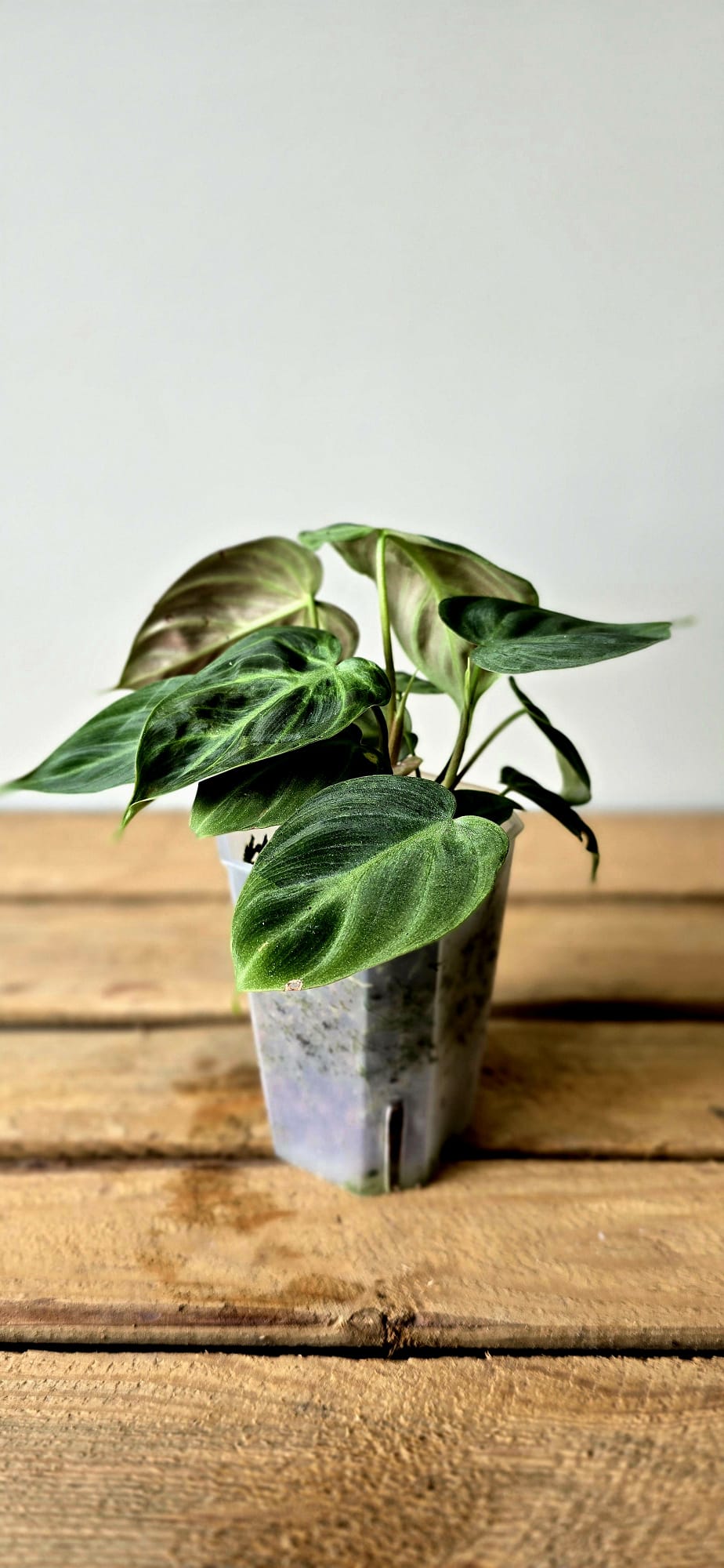 Philodendron El Choco Mint Variegata