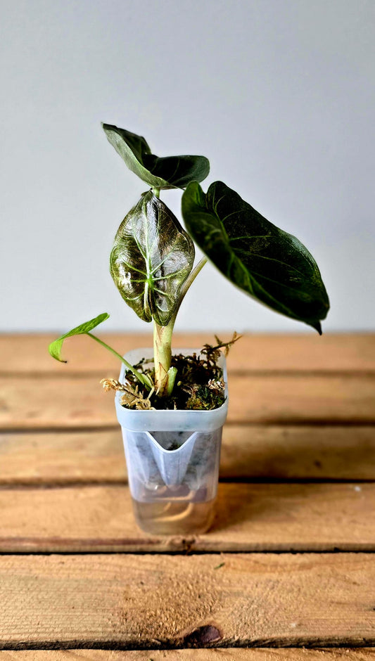 Alocasia Wentii Pink Freckles