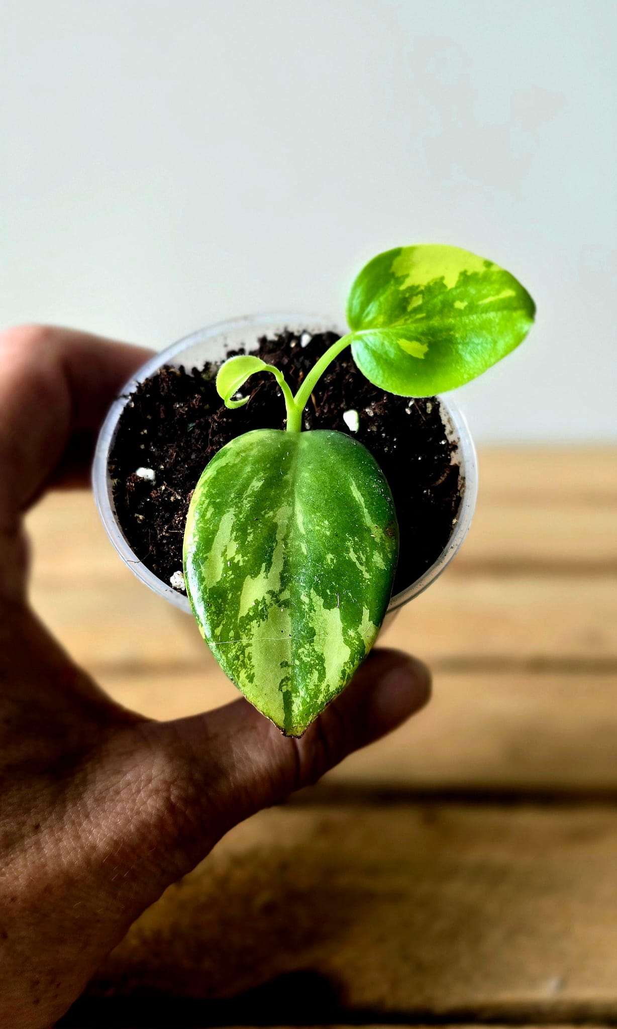 Peperomia Acuminata
