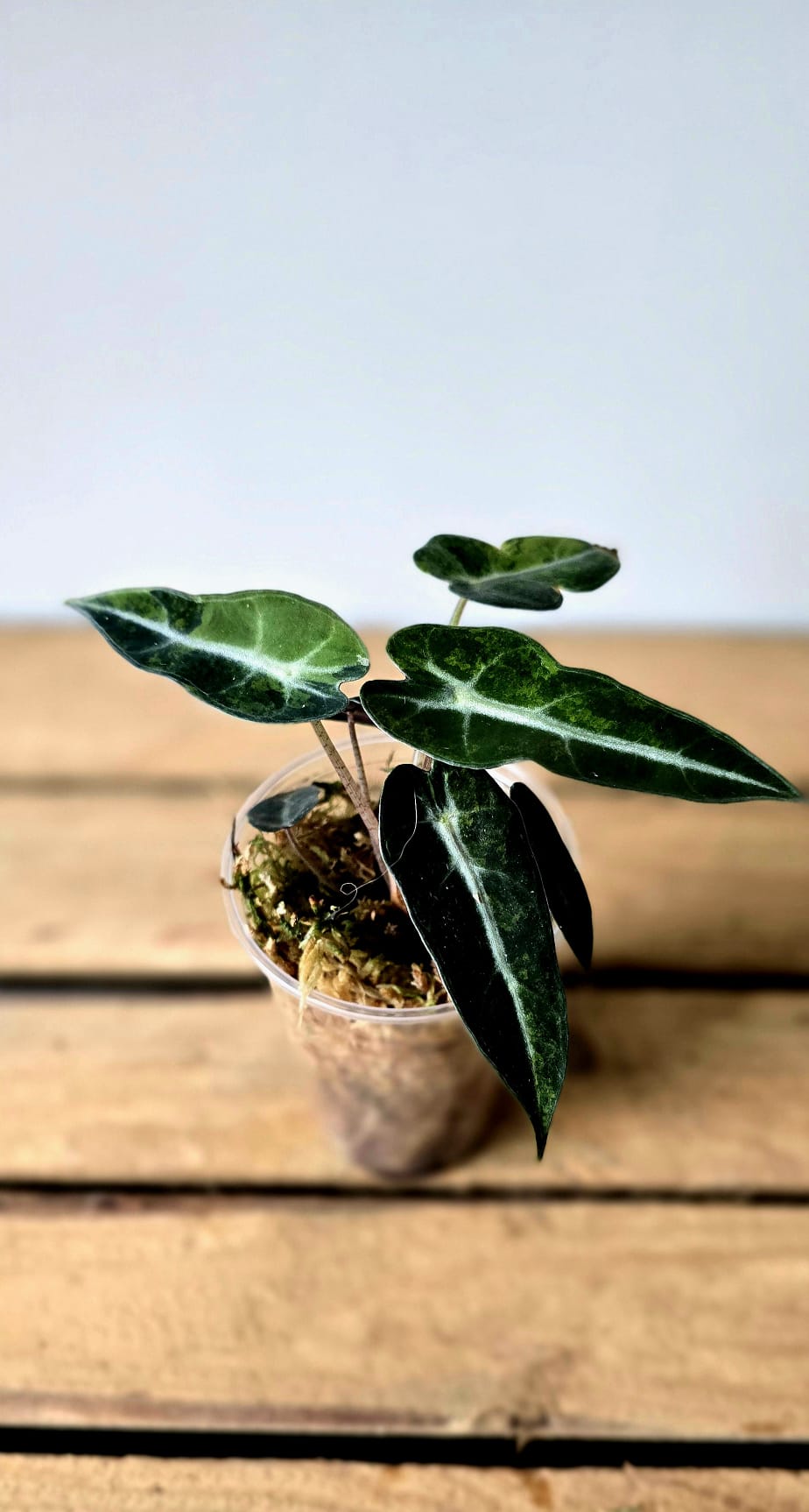Alocasia Bambino Aurea