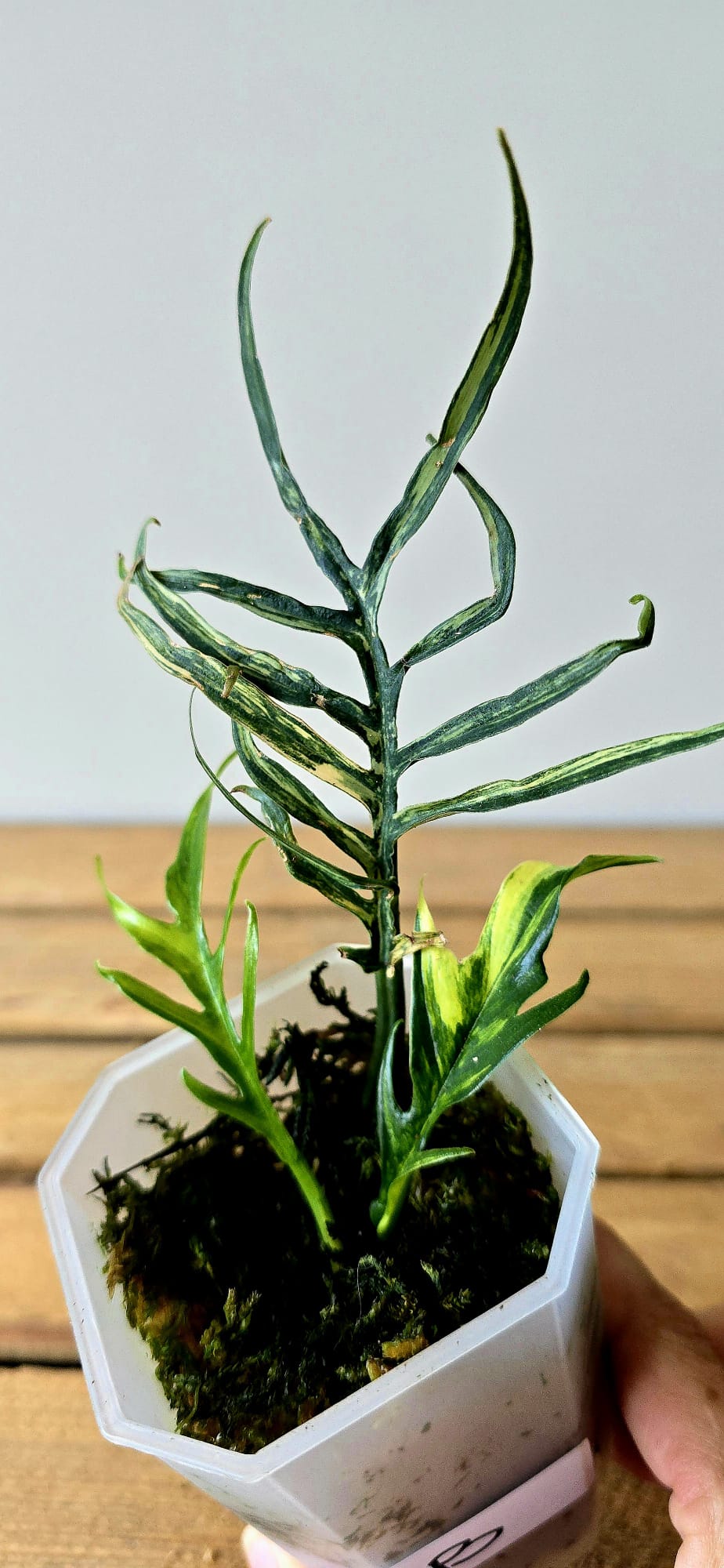 Philodendron Tortum Aurea Variegata