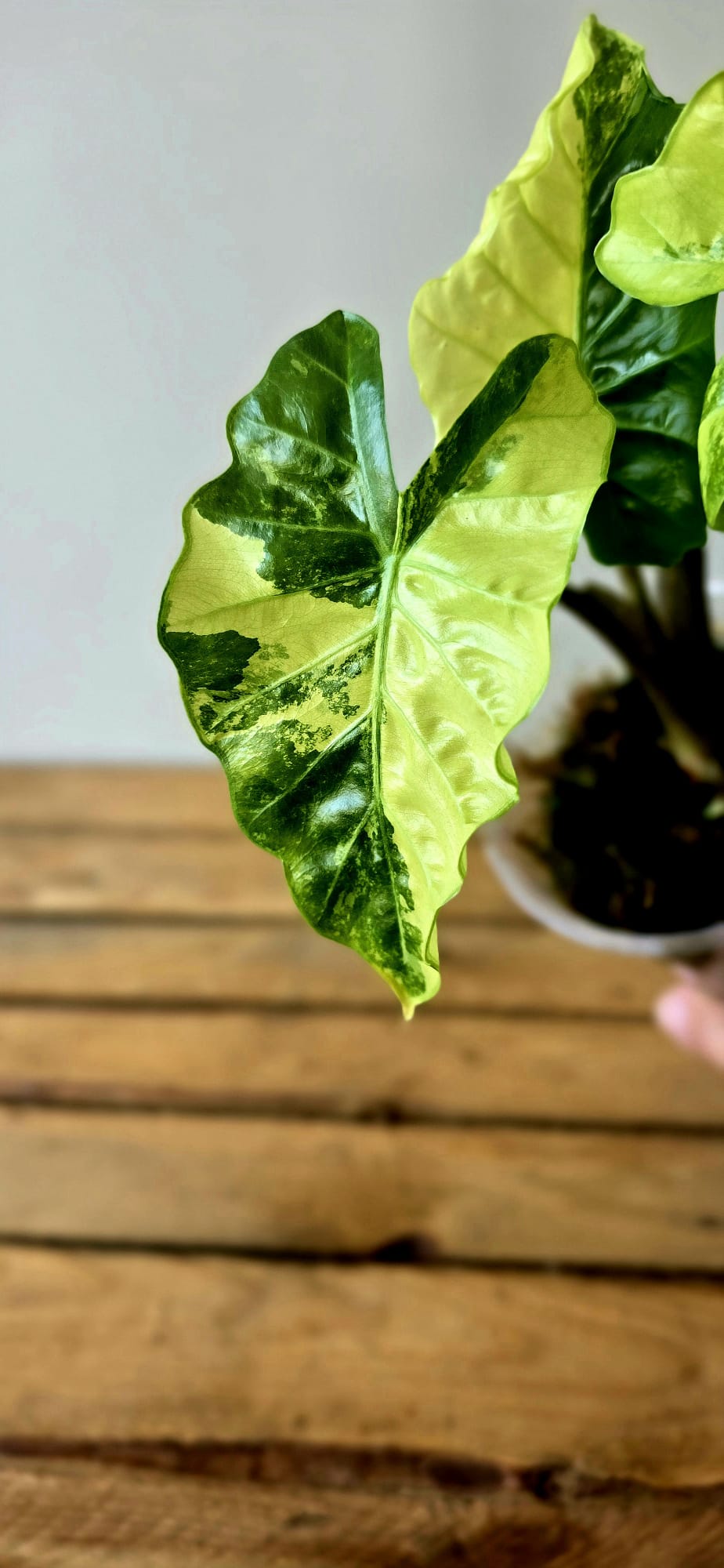 Alocasia Low Rider Aurea Mint