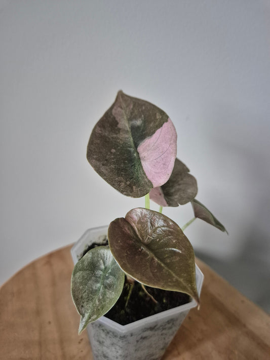 Alocasia Cuprea Pink Mint