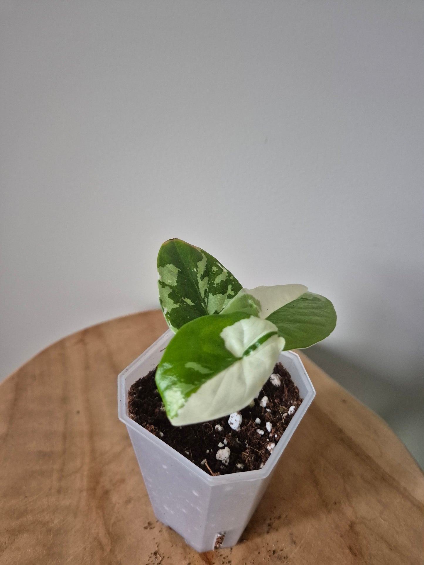 Alocasia Fornicata Albo