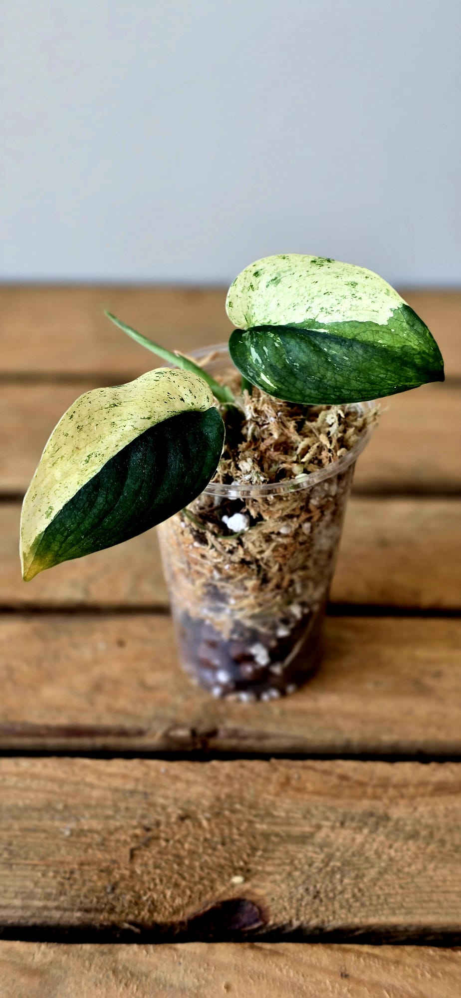 Scindapsus Jade Satin Variegata