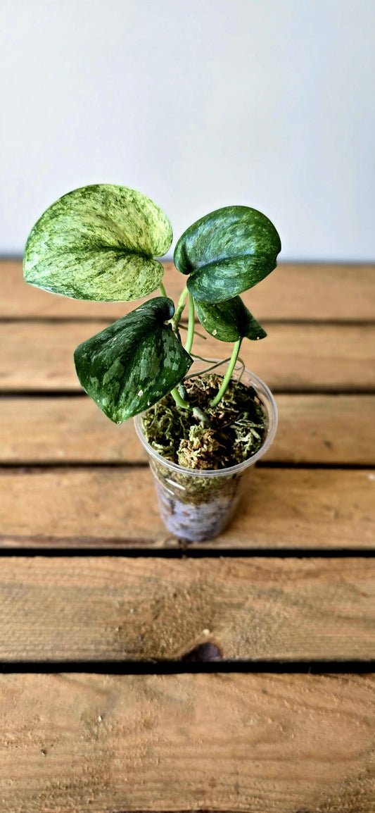 Scindapsus Exotica variegata