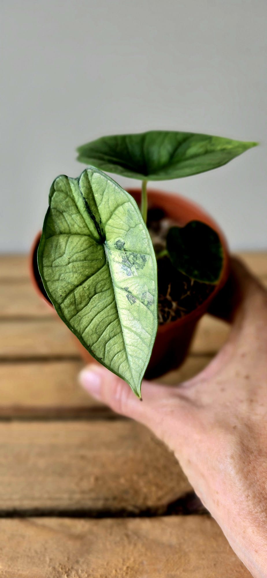 Alocasia Platinum Mint Variegata