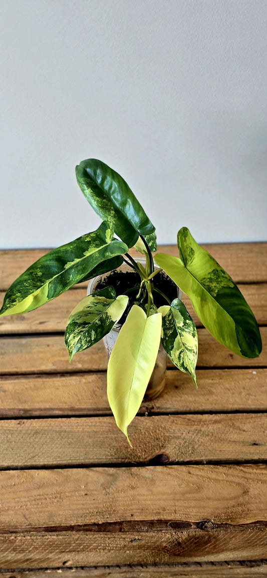 Philodendron Jennifer Variegata