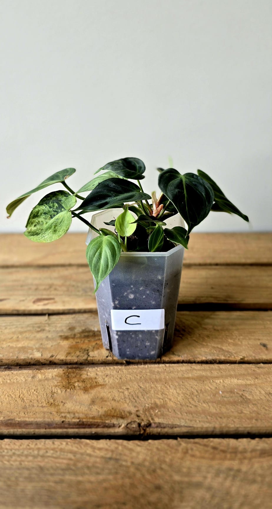 Philodendron El Choco Mint Variegata
