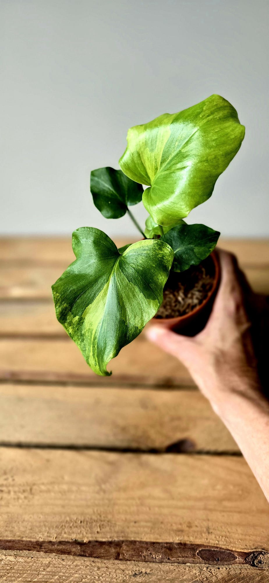Thaumatophyllum Xanadu "little hope" Variegata