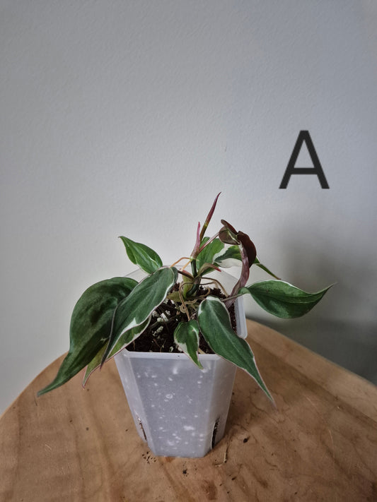 Philodendron Micans Velvet Halo