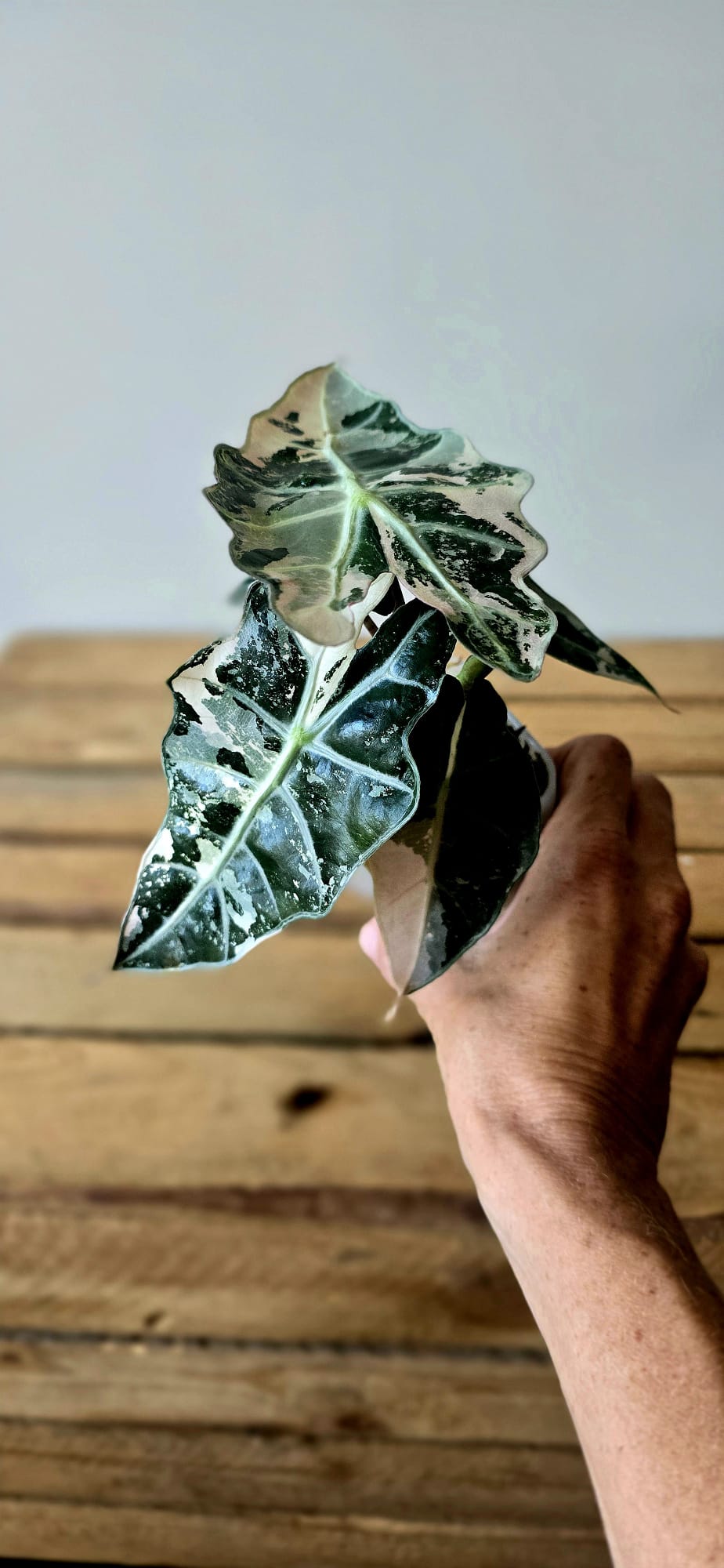 Alocasia Polly Pink Variegata