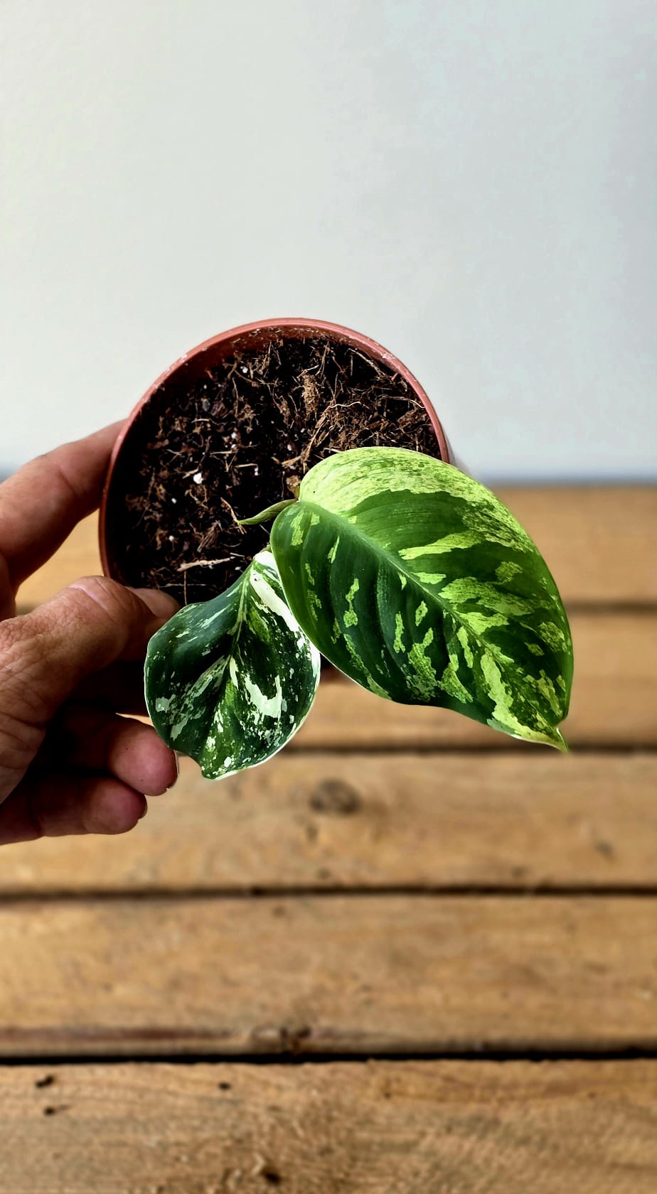 Homalomena Camouflage Variegata