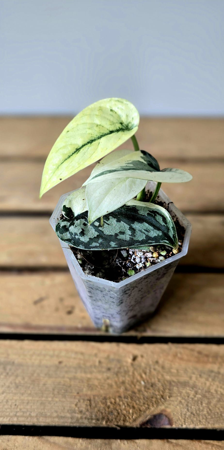 Scindapsus Mayari