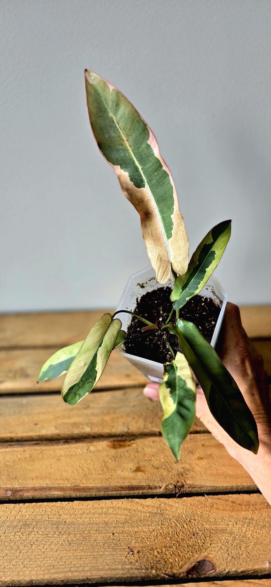 Philodendron Atabapoense Outer Variegata