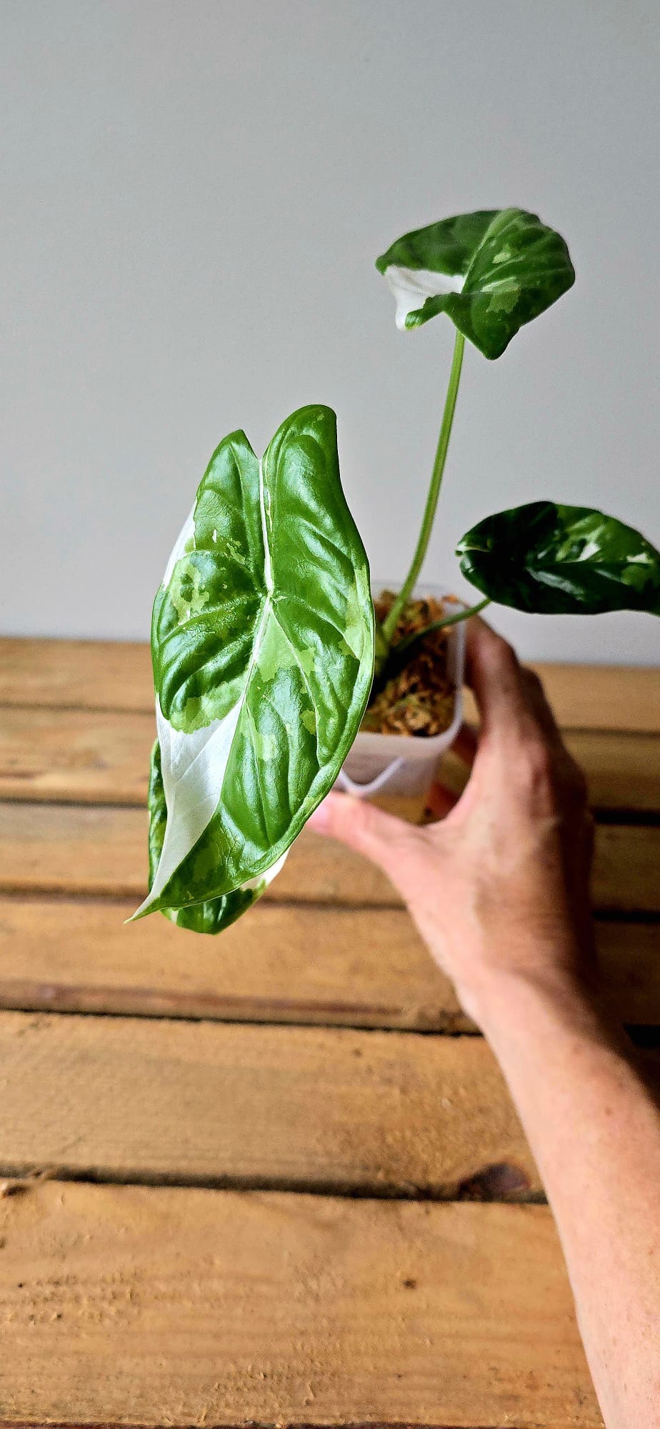 Alocasia Fornicata Albo Variegata