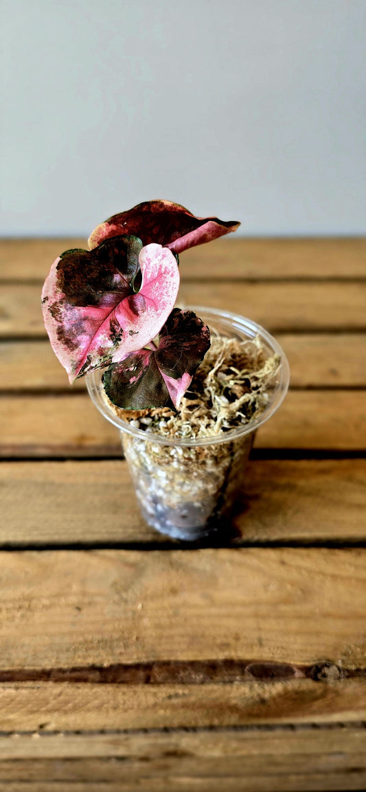 Syngonium Strawberry Ice Galaxy