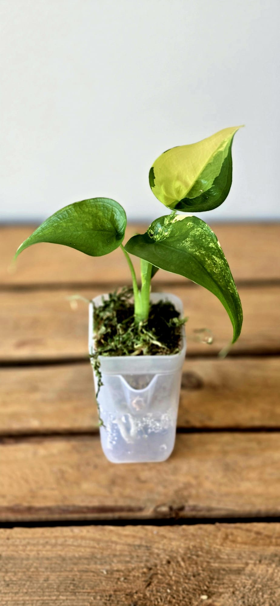 Alocasia Cucullata Aurea Variegata